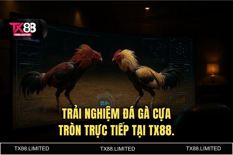Tại sao TX88 là sự lựa chọn số 1 của cộng đồng đam mê đá gà trực tuyến 2026