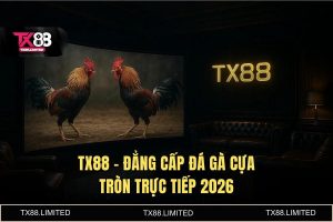 Đá gà cựa tròn trực tiếp TX88 - Đấu trường Thomo 4K đỉnh cao 2026