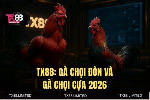 Gà chọi đòn và gà chọi cựa - Trực tiếp Đá gà Thomo 4K Đỉnh Cao 2026